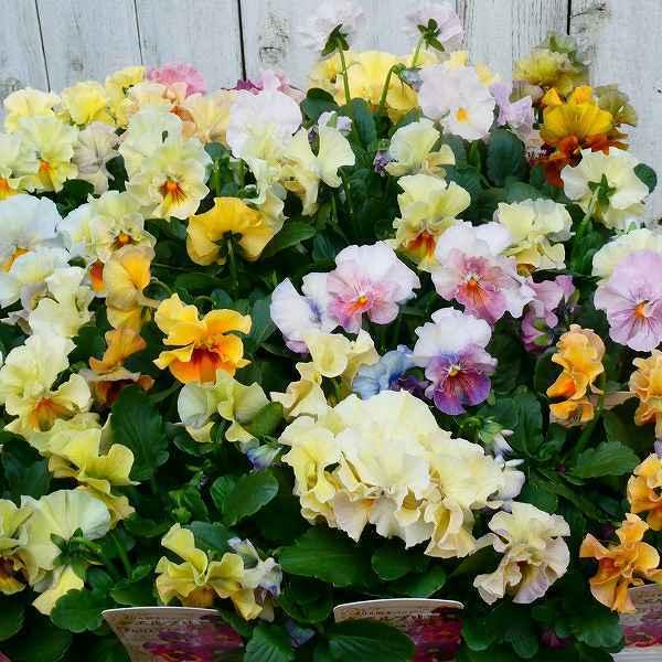 パンジー フリル咲き シエルブリエ 花色お任せ 苗 3.5号 冬の花壇苗 ビオラのサムネイル