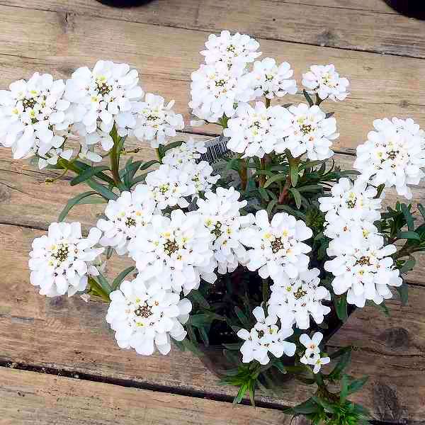 宿根イベリス 苗 クリスタルエンジェル 3.5号 白花 冬〜春の花苗 寄せ植えに 花壇苗 ガーデニングのサムネイル