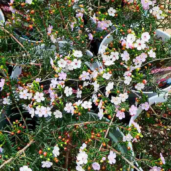 マイクロワックスフラワー 苗 3.5号 南半球植物 苗 鉢花 ピンク花 231205のサムネイル