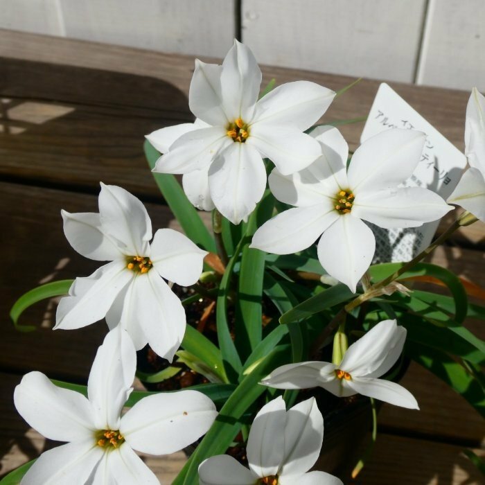 ハナニラ 苗 ホワイトスター 白花 3号 大輪 花ニラ 花にら イエイオン グランドカバーのサムネイル
