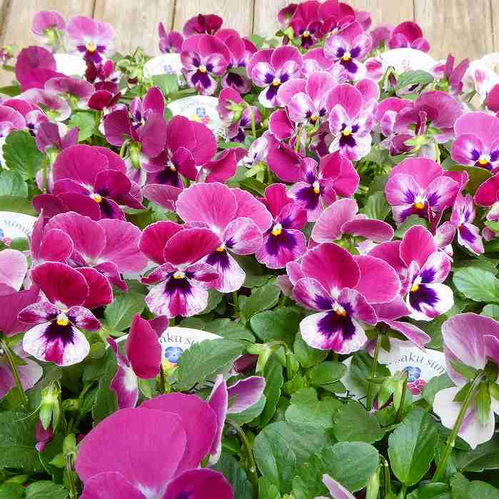 パンジー 苗 よく咲くスミレ ラズベリー 苗 3.5号 ピンク花 黄花 小輪 冬の花苗 花壇苗 251127