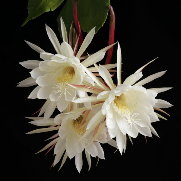 月下美人 苗 4号鉢 孔雀サボテン 白花 多肉植物250722のサムネイル