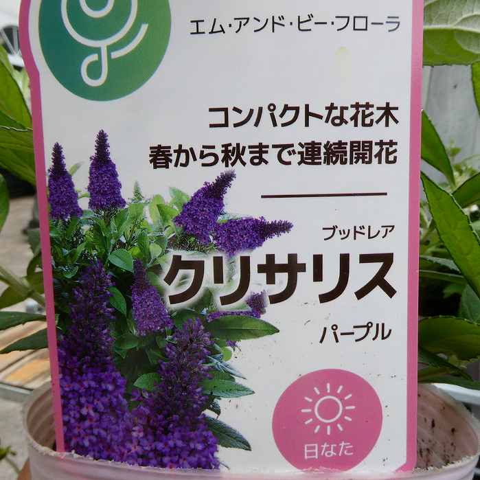 矮性ブッドレア 苗 クリサリス パープル 紫花 4号 苗 藤うつぎ 香りの花 蜜源植物 250521