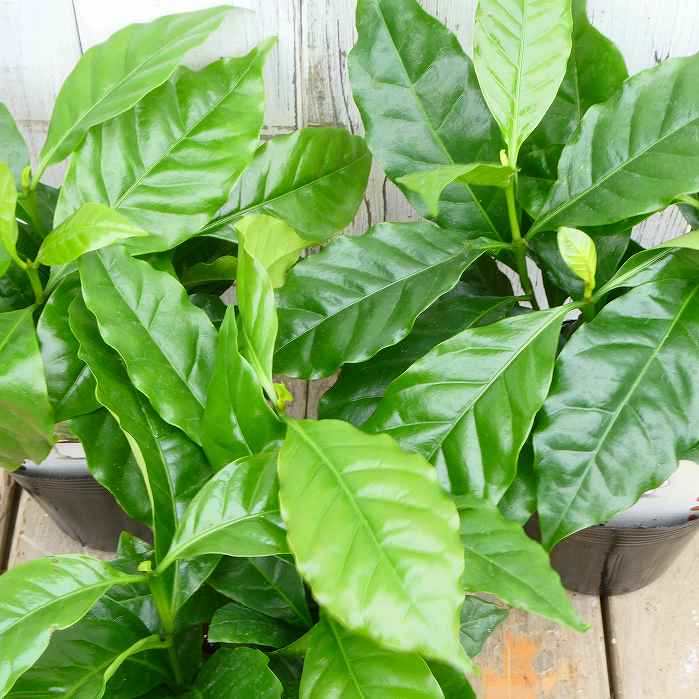 Rakuten - コーヒー 苗 アラビカ種 3本植え 3.5号 観葉植物 ミニグリーン コーヒーの木　260521