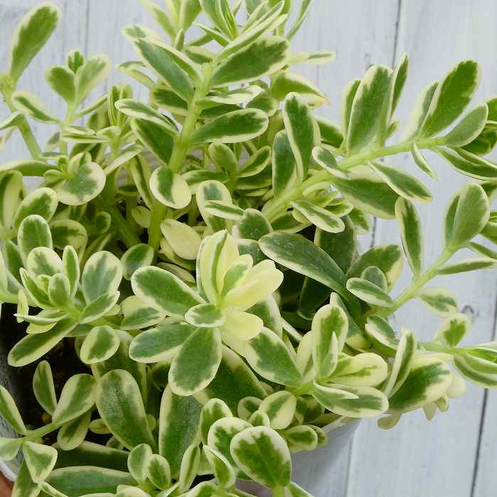 斑入りポーチュラカ　苗 ミルク＆ハニー　白花 3.5号 花苗 花すべりひゆ 夏の花 花壇苗 ホワイトガーデン　240523のサムネイル