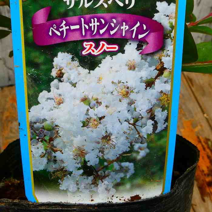 Japanese Stewartia - 矮性サルスベリ 苗木 ペチートサンシャイン スノー 4号 白花 矮性種 一才性 さるすべり 庭木 夏の花 花木 260514
