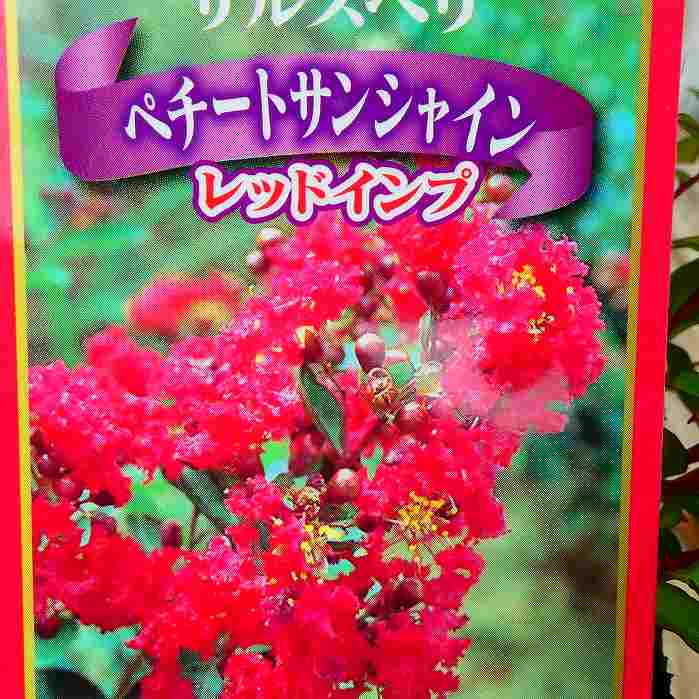 矮性サルスベリ苗木ペチートサンシャ...