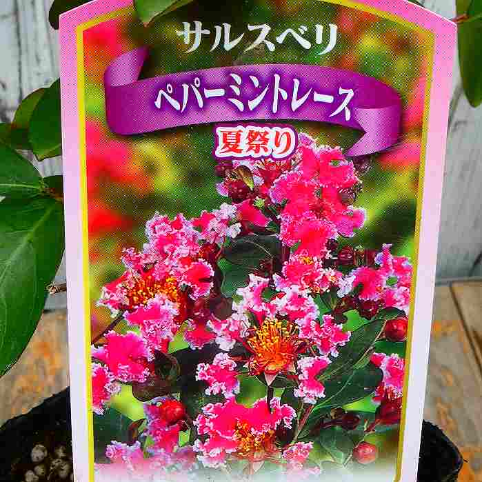 Japanese Stewartia - 矮性サルスベリ 苗木 ペパーミントレース 夏祭り 4号 ピンク覆輪 さるすべり 庭木 夏の花 花木　260521