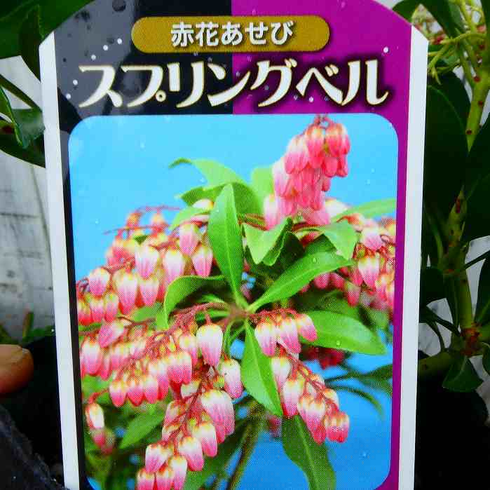 アセビ 苗 スプリングベル 赤花 4.5号 紅葉 常緑樹 低木 ガーデニング 植え込み 260217