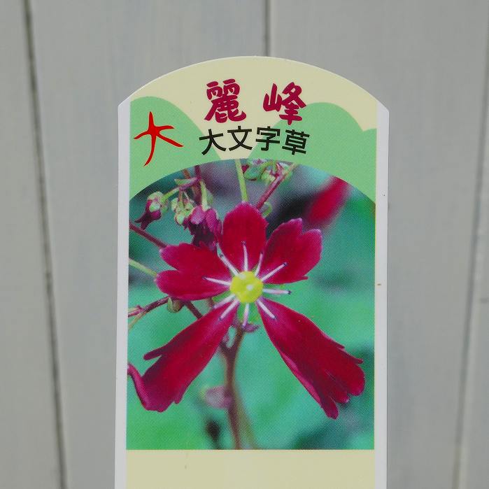 大文字草 苗 麗峰 4号 ダイモンジソウ 山野草 宿根草　260630 秋の山野草 大文字草『麗峰』の大苗です。秋に咲く山野草です。寒さに強いので屋外で冬越し出来ます。夏の直射日光は苦手なので梅雨開け以降の強い日差しを避けて下さい。他の品種も別に販売しております。 ポットの直径は12cm（4号）です。 2