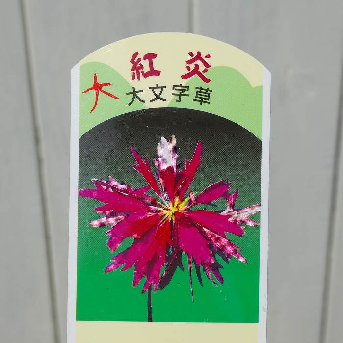 大文字草 苗 紅炎 4号 ダイモンジソウ 山野草 宿根草　260630