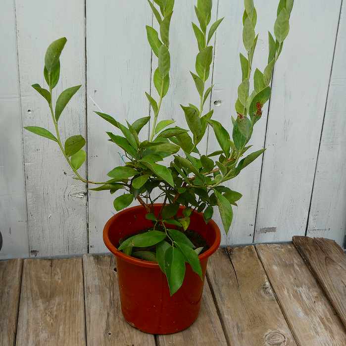 ブルーベリー苗デライト4.5号苗木...