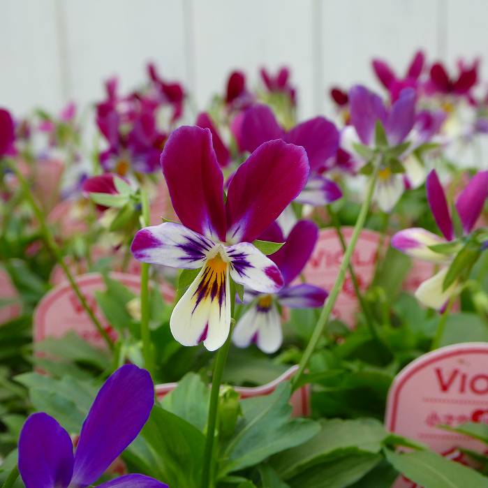 ビオラ 苗 恋うさぎ バニータイプ 3.5号 ピンク 花壇苗 ウサギ 251021のサムネイル