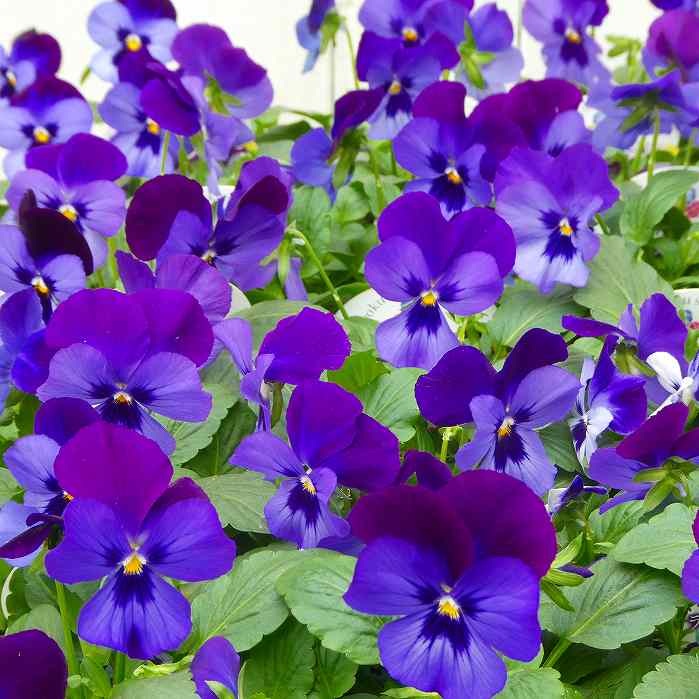 パンジー 苗 よく咲くスミレ ラムレーズン 青花 3.5号 ビオラ 小輪 冬の花苗 花壇苗 251021のサムネイル