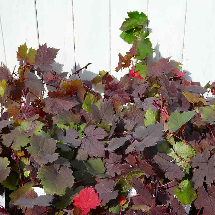 楽天市場】野ブドウ 苗の通販