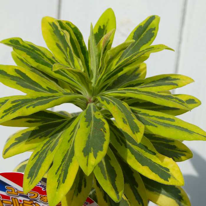 �桼�ե���ӥ� 3�� �� ������ǥ�쥤��ܡ� 3�� ���� �ɺ� ¿ǯ�� ���顼�꡼�� 251111