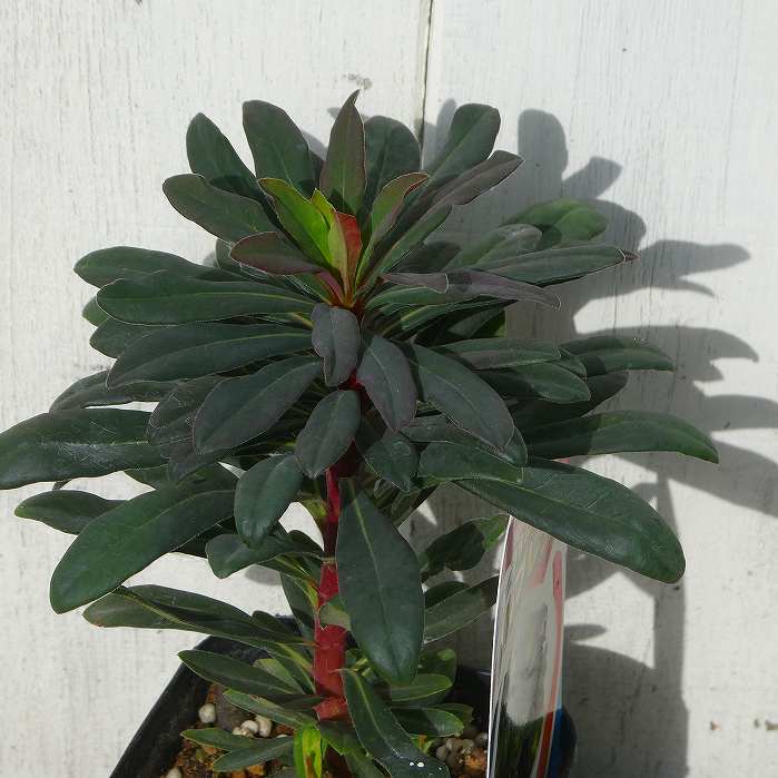 ユーフォルビア 3号 苗 プルプレア 3号 トウダイグサ 常緑 宿根草 多年草 カラーリーフ 251111