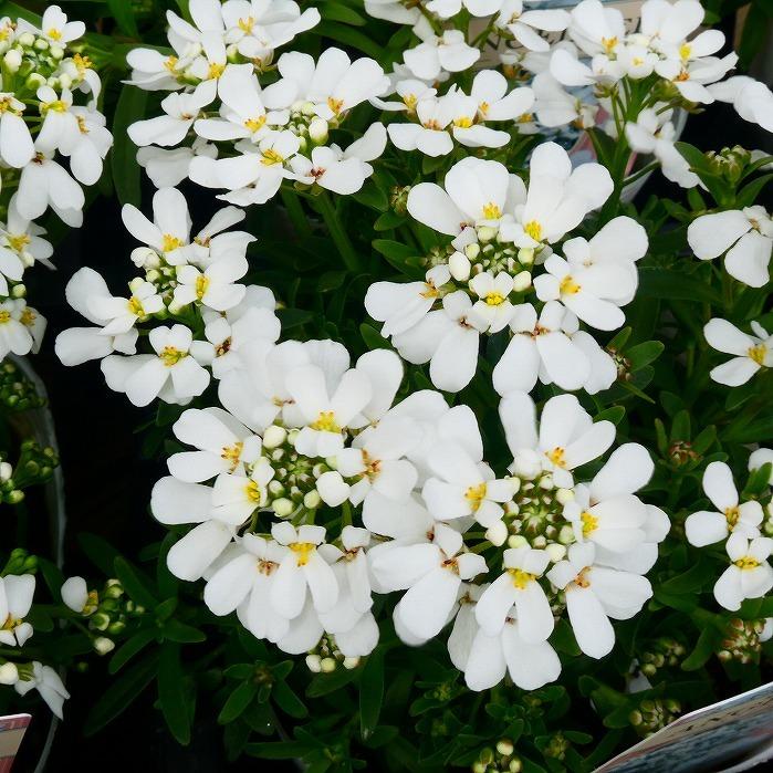 宿根イベリス 苗 エンジェルベール 2.5号 白花 春の花苗 寄せ植えに 花壇苗 小花のサムネイル