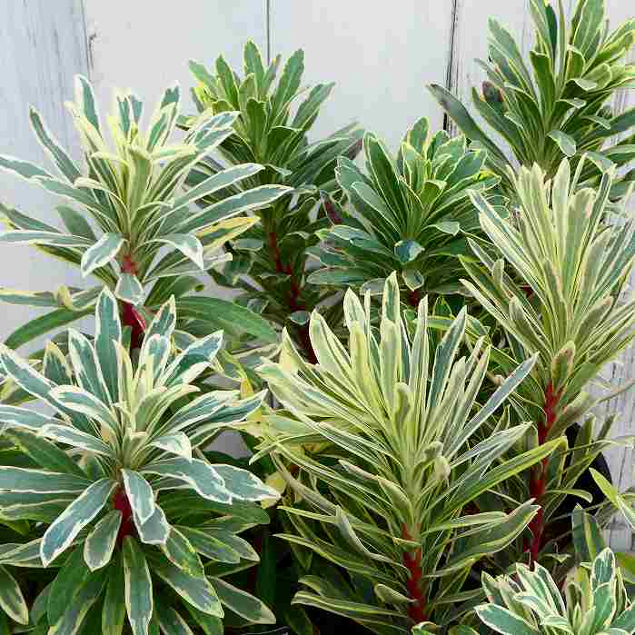 ユーフォルビア 苗 シルバースワン 3.5号 カラーリーフ 耐寒性 常緑 斑入り 250130のサムネイル