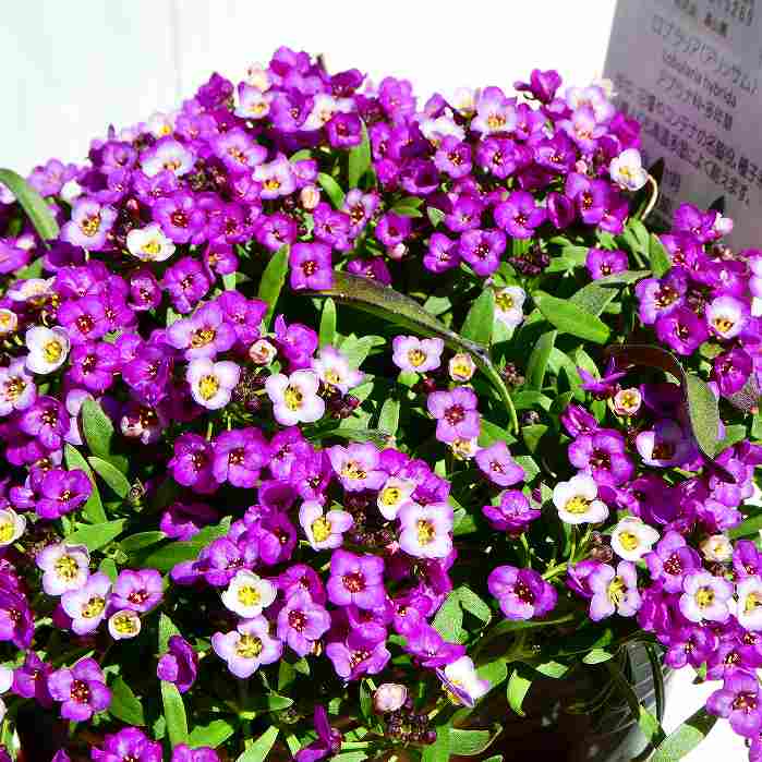 栄養系アリッサム 苗 ラベンダーストリーム 3.5号 青花 冬の花苗 耐寒性 花壇苗 大輪種 240111のサムネイル