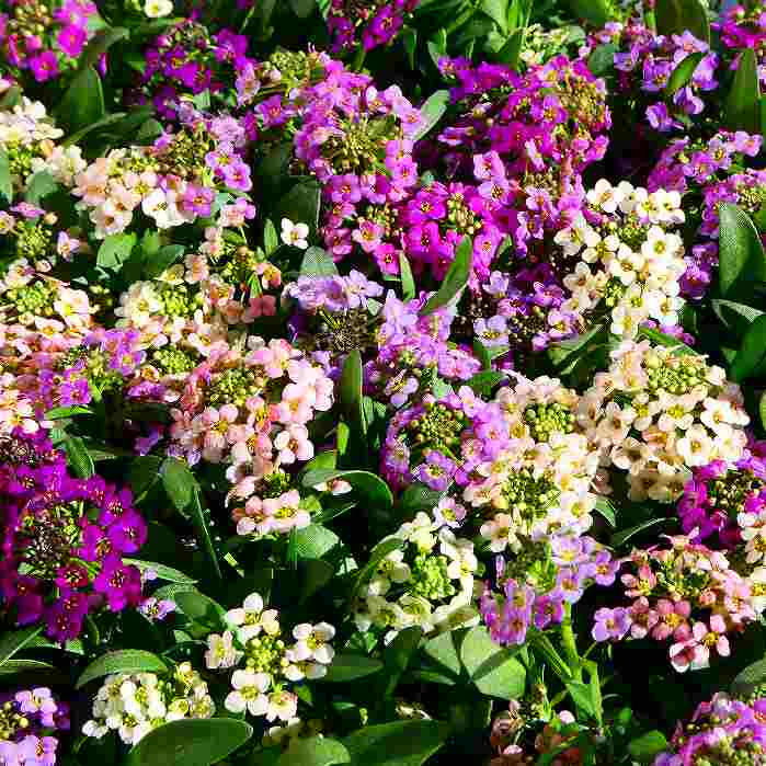 アリッサム 1ポット 苗 多色寄せ植え 花色お任せ 3.5号 耐寒性 花壇苗 251125