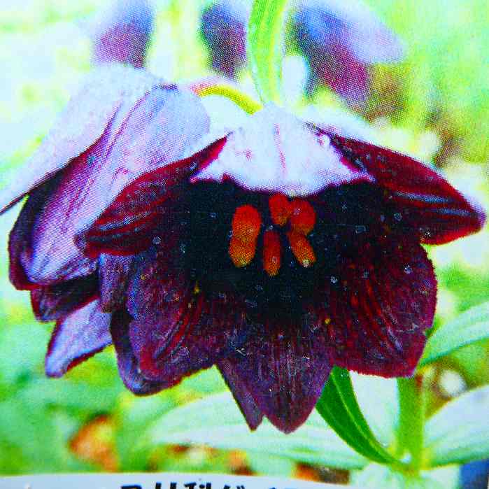 百合 苗 黒百合 クロユリ 3.5号 山野草