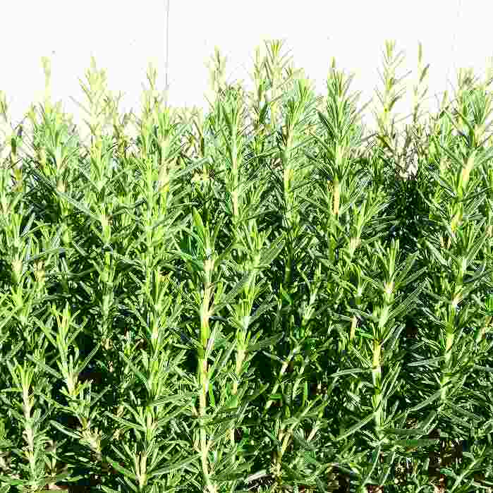 ローズマリー 苗 3.5号 立性 ハーブ 料理 クッキングハーブ 250410