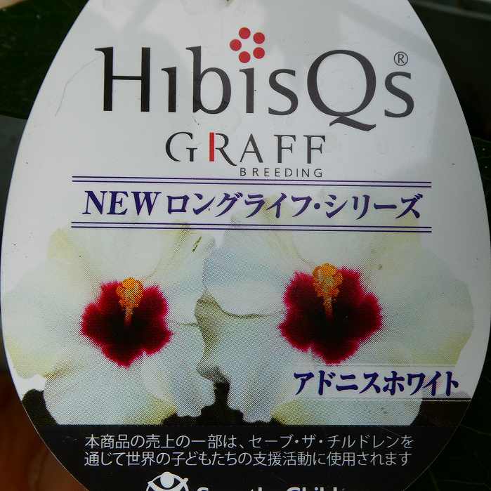 ハイビスカス 苗 NEWロングライフ アドニスホワイト 白花 3.5号鉢 夏の花 熱帯花木 240521のサムネイル