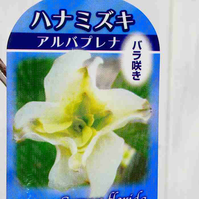 花水木 アルバプレナ 八重咲き 白花 2.5号 苗木 ハナミズキ 春の花木 240130