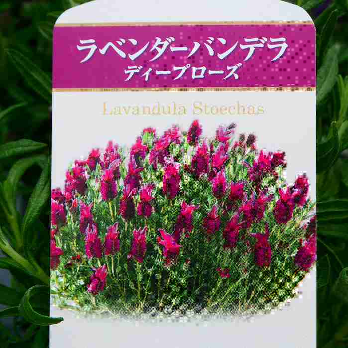 ラベンダー 苗 フレンチラベンダー バンデラ ディープローズ 花苗 ガーデニング ハーブ苗 260312