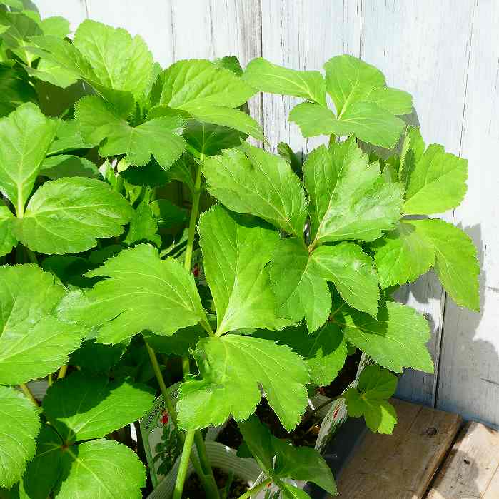 明日葉 苗 3号　野菜苗 アシタバ 家庭菜園 耐寒性 ハーブ 240523