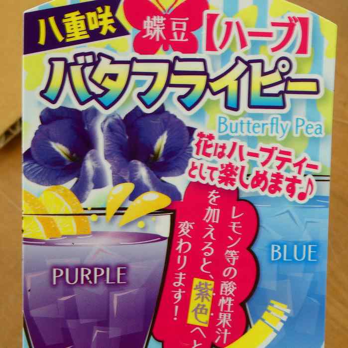 蝶豆 バタフライピー 苗 八重咲き 3号ポット チョウマメ ツル性 グリーンカーテン 夏の花 青 ブルー ハーブティー　240507のサムネイル
