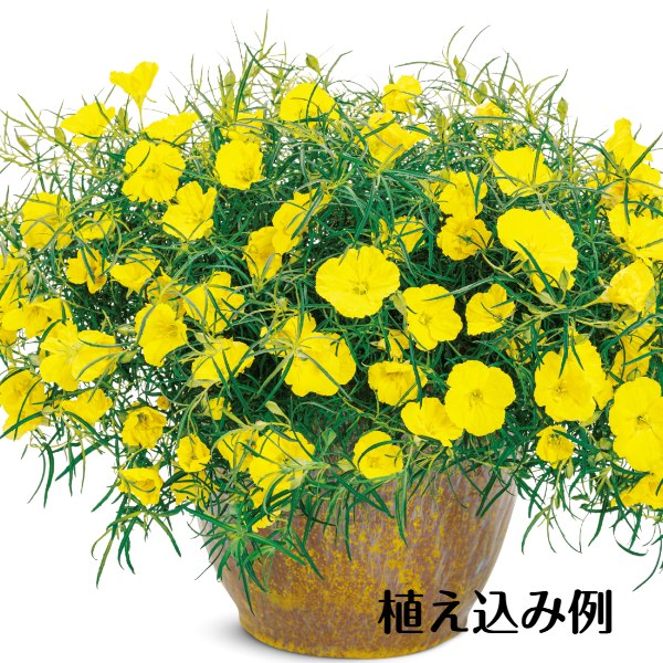 暑さ、乾燥に強い　カリロファス　サニーチャープ 苗 3.5号 黄色　250610のサムネイル