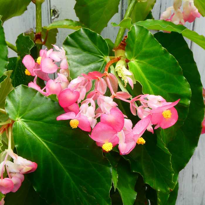 木立ベゴニア ディクラータ 5号鉢 観葉植物 木立性ベゴニア 日陰向き 230625のサムネイル