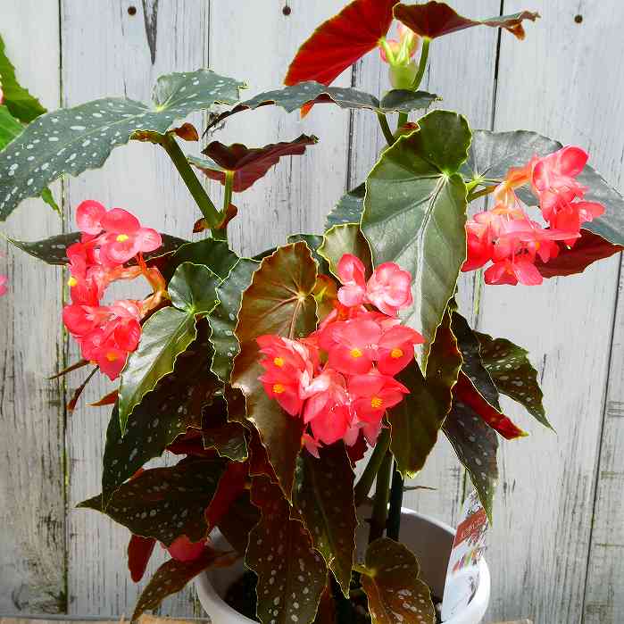 木立ベゴニア ROSIE ロージー 5号鉢 観葉植物 木立性ベゴニア 日陰向き 230625のサムネイル