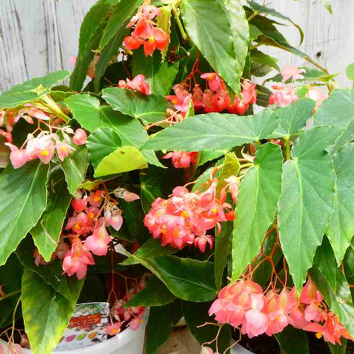 木立ベゴニア 有紀の嬢 5号鉢 観葉植物 木立性ベゴニア 日陰向き 230625のサムネイル