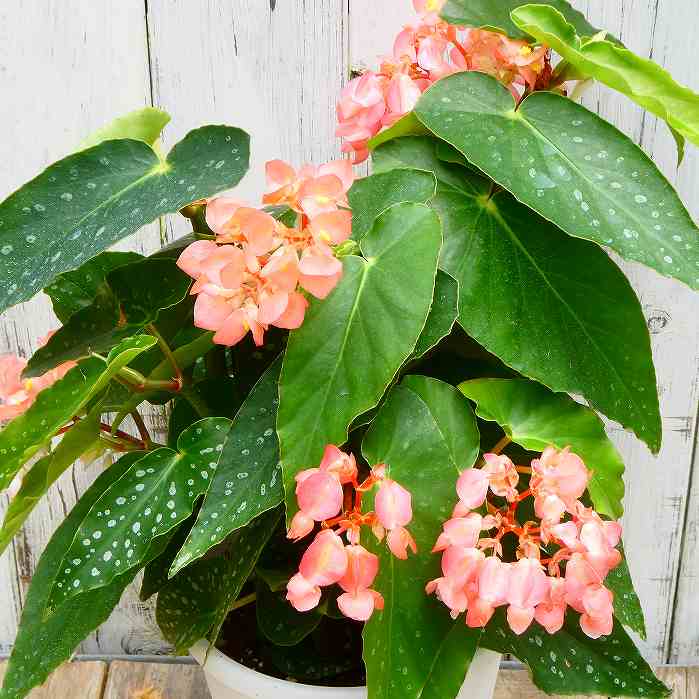 木立ベゴニア マドンナ 5号鉢 観葉植物 木立性ベゴニア 日陰向き 230625のサムネイル