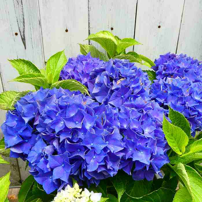 楽天市場】紫陽花 6号の通販