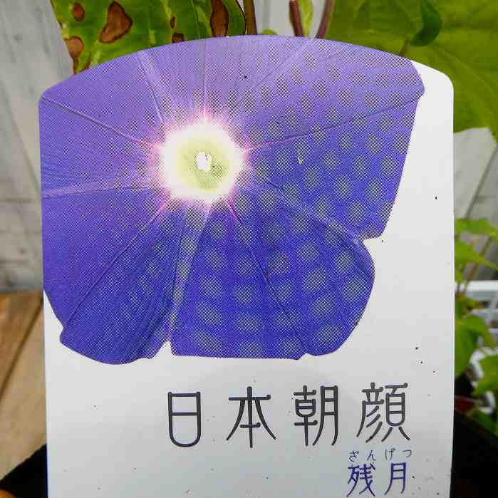 朝顔 苗 日本朝顔 残月 3.5号 青紫　250501のサムネイル