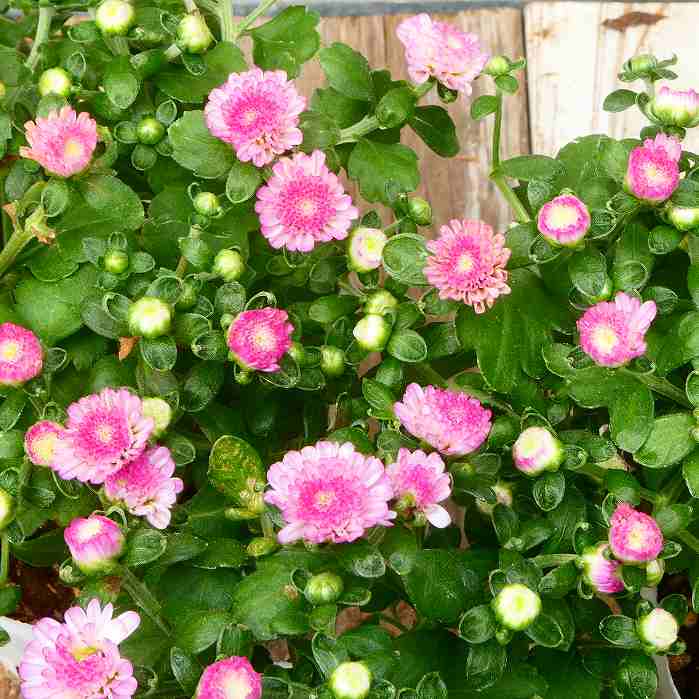 小菊 苗 ガーデンマム ジジ ダークピンク 3.5号ポット 240919のサムネイル