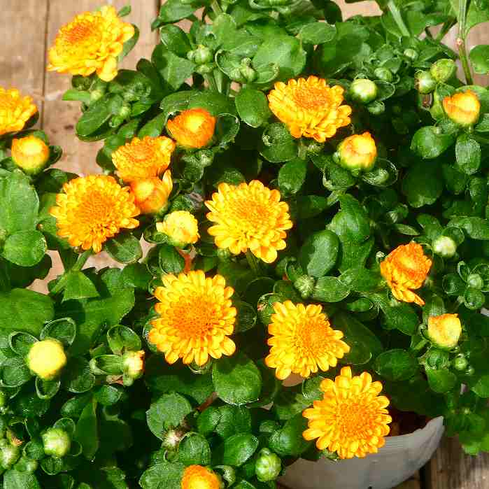 小菊 苗 ガーデンマム ジジ オレンジ 3.5号ポット 240919のサムネイル