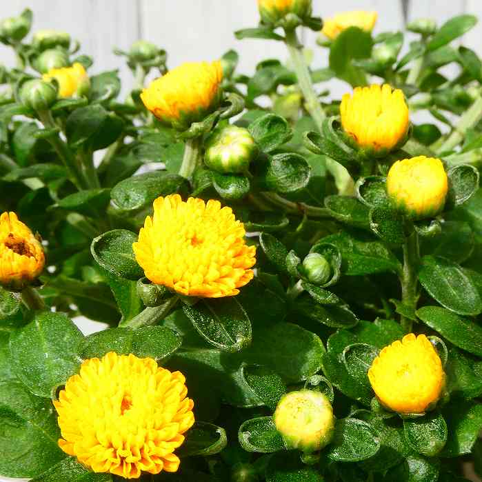 小菊 苗 ガーデンマム ジジ イエロー 黄花 3.5号ポット 240919のサムネイル