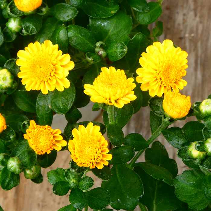 小菊 苗 ガーデンマム ジジ ゴールデン 3.5号ポット 240919のサムネイル