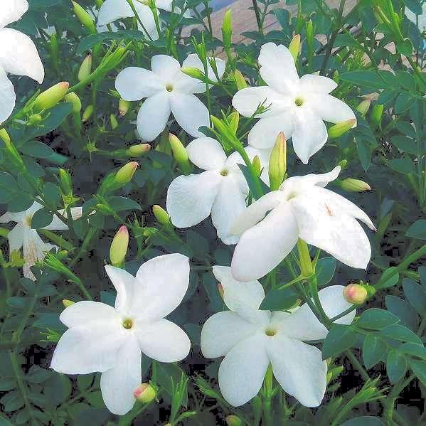 乐天商城 - ジャスミン 苗 ホワイトプリンセス 3号ポット 白花 香りの花 秋まで咲く　260609