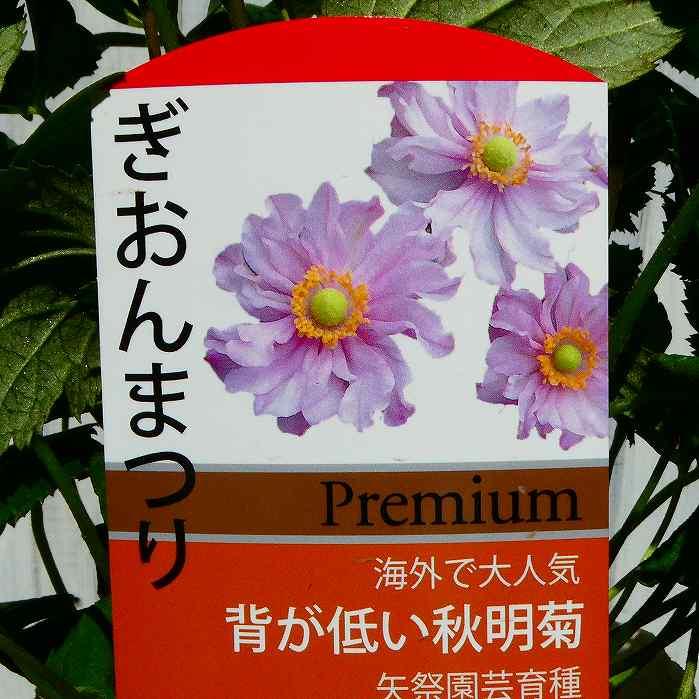 秋明菊 苗 ぎおんまつり 矮性種 コンパクト品種 3.5号 シュウメイギク 淡ピンク 山野草 宿根草　240924のサムネイル