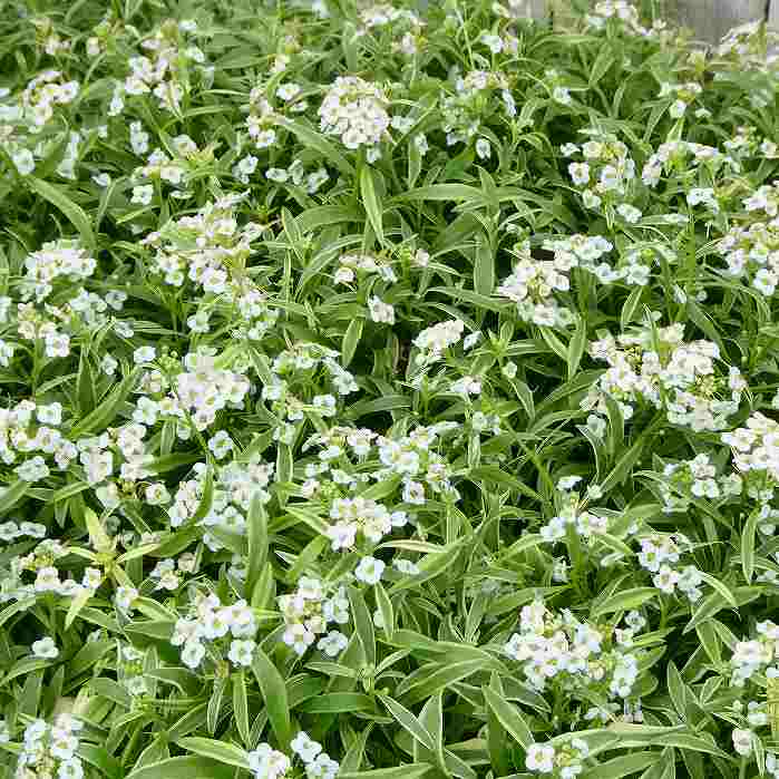 スーパーアリッサム 苗 アイシクルナイト 3.5号 白花 斑入り 251111