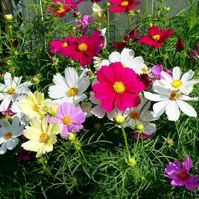 コスモス 5号鉢 鉢植え 苗 複数色寄せ植え ピンク 赤 白 黄色 秋桜 花壇苗 241001のサムネイル