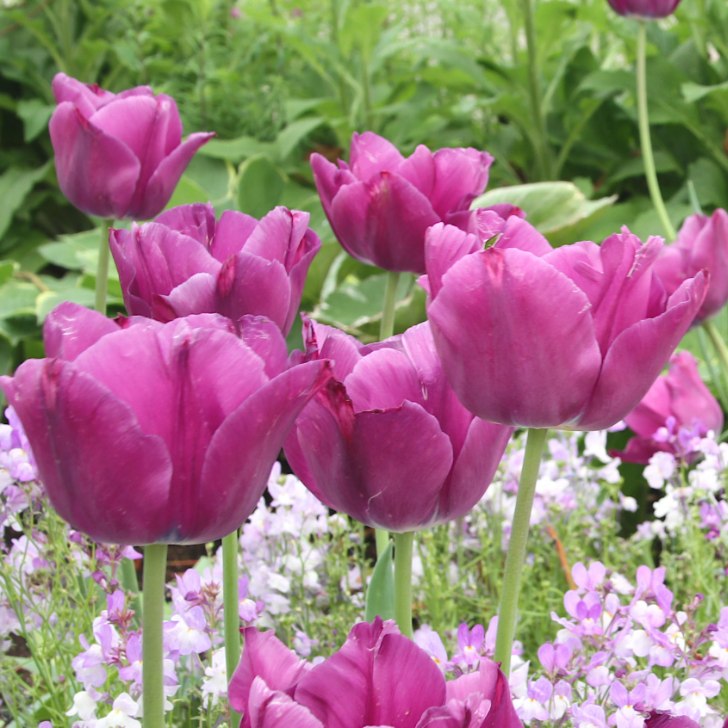 チューリップ 球根 紫花 パープル 3球セット 秋植え 球根 山野草 宿根草　241007のサムネイル