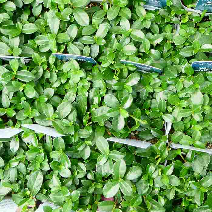 ガジュマル 苗 つる性ガジュマル 苗 シャングリラ 3号 ツル性 241022