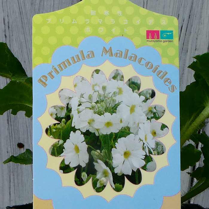 西洋桜草 苗 白花 3号 プリムラ・マラコイデス 251203